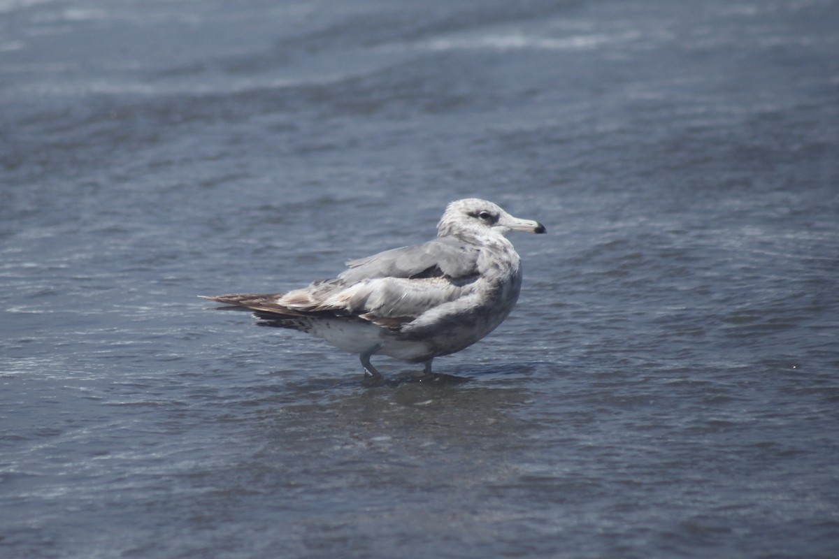 California Gull - ML638306717