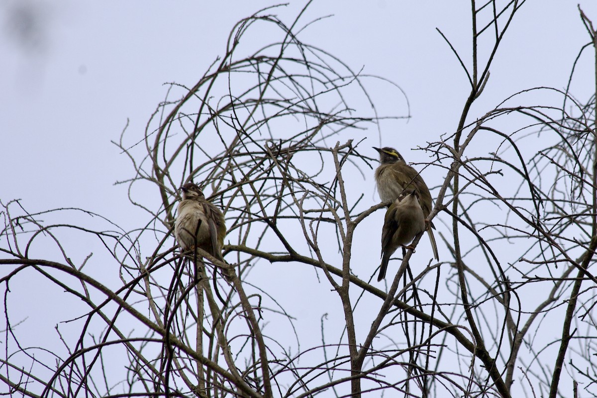 Brown Honeyeater - ML638306718