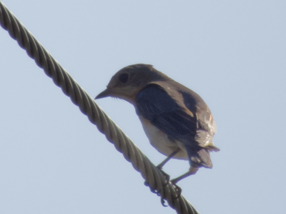 Eastern Bluebird - ML638306720