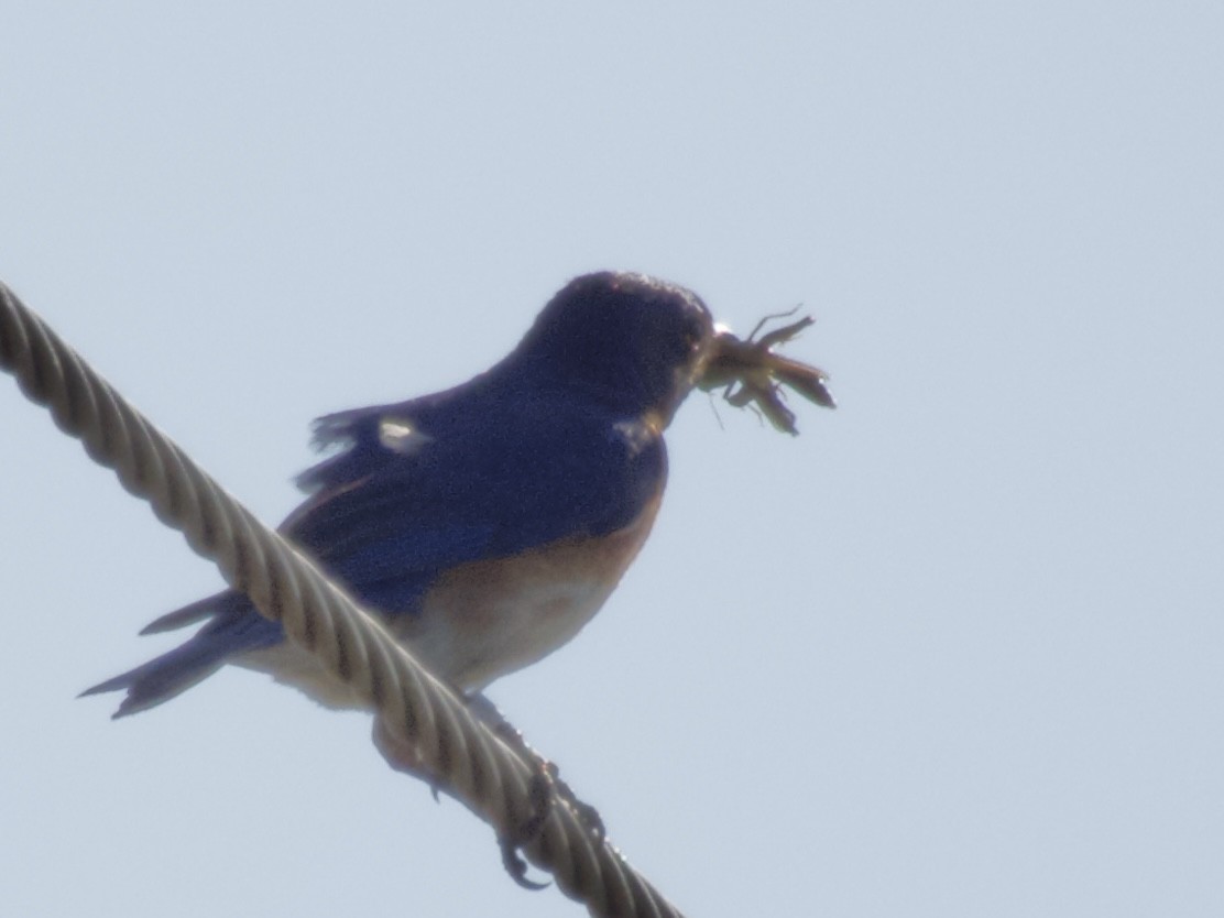 Eastern Bluebird - ML638306721