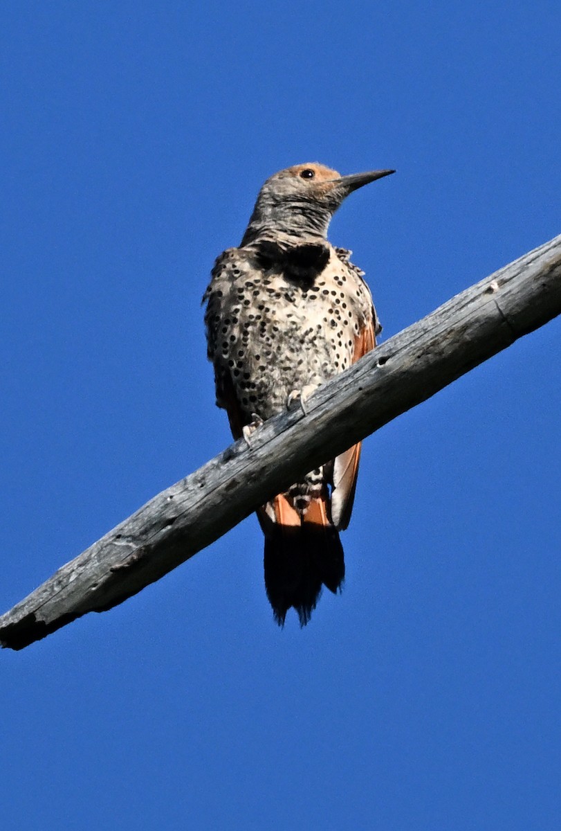 Northern Flicker (Red-shafted) - ML638306722
