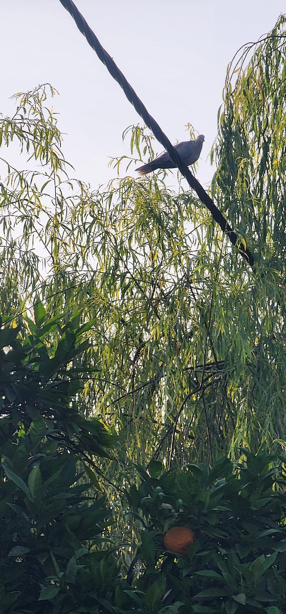 Eurasian Collared-Dove - ML638306724