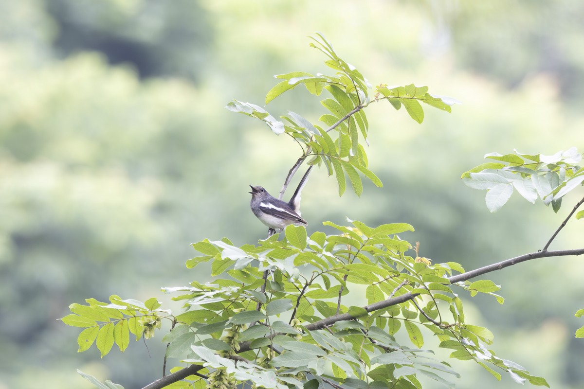 鵲鴝 - ML638306726