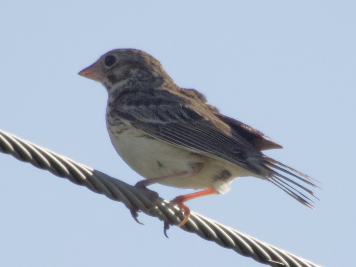 Vesper Sparrow - ML638306738