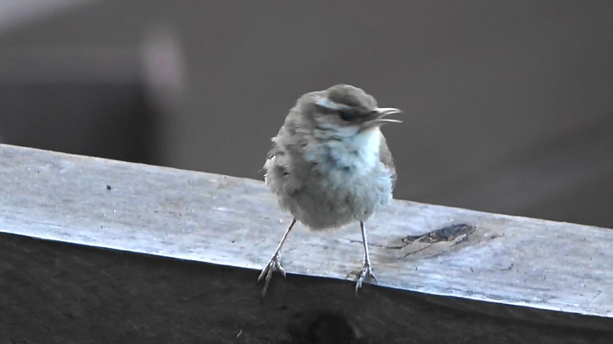 Bewick's Wren - ML638306741