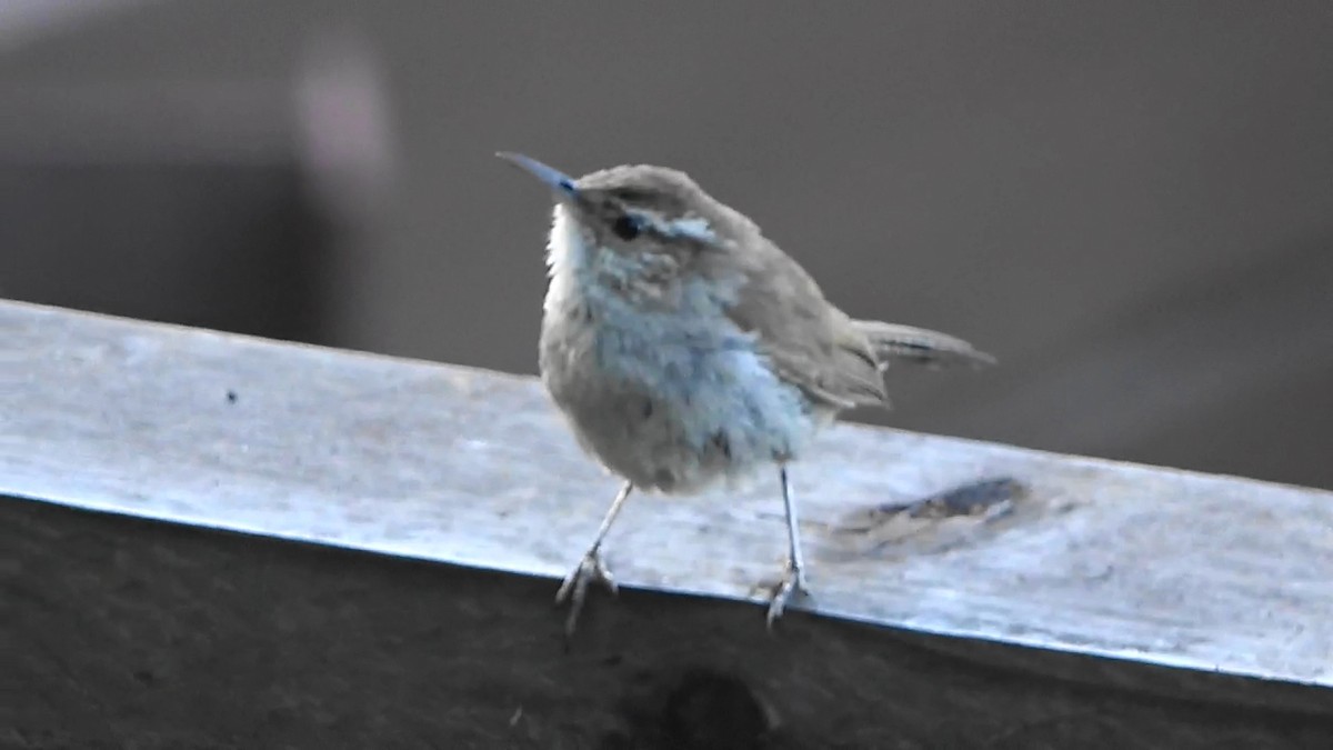 Bewick's Wren - ML638306744