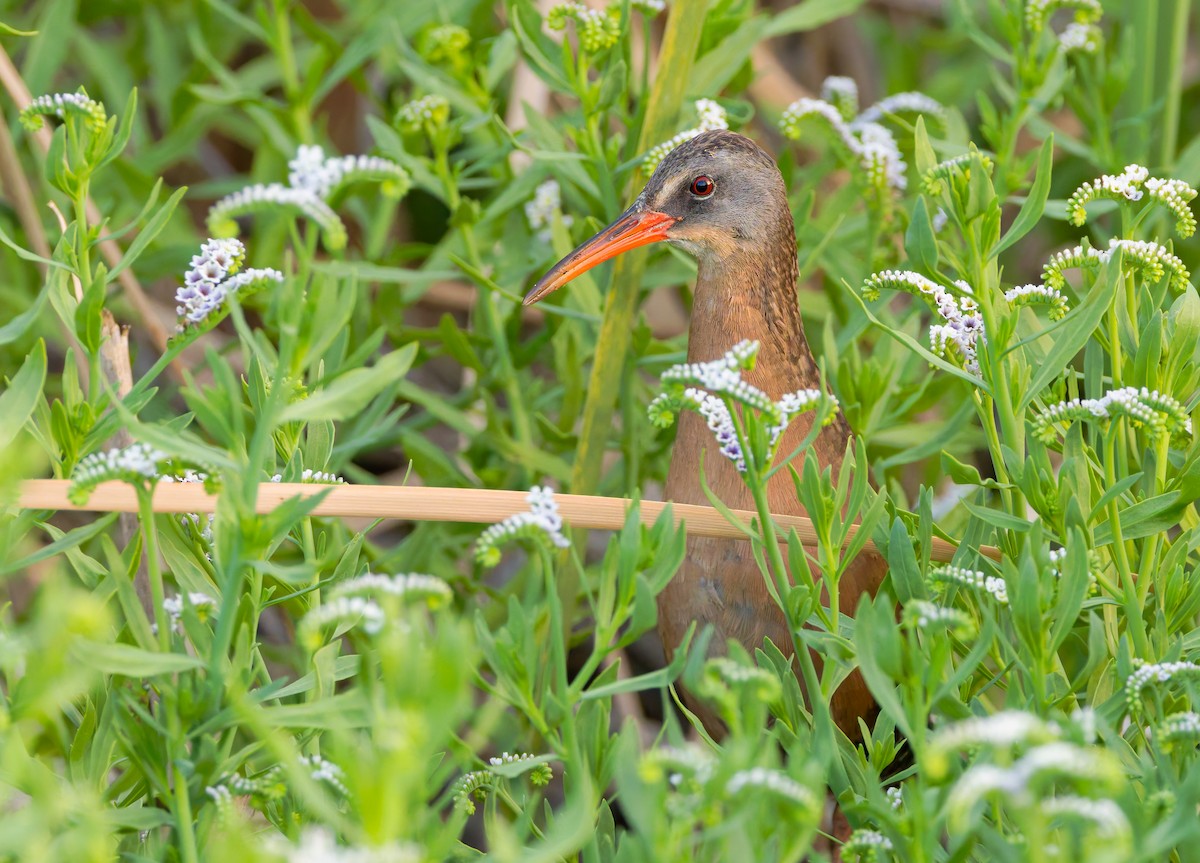 Virginia Rail - ML638306745