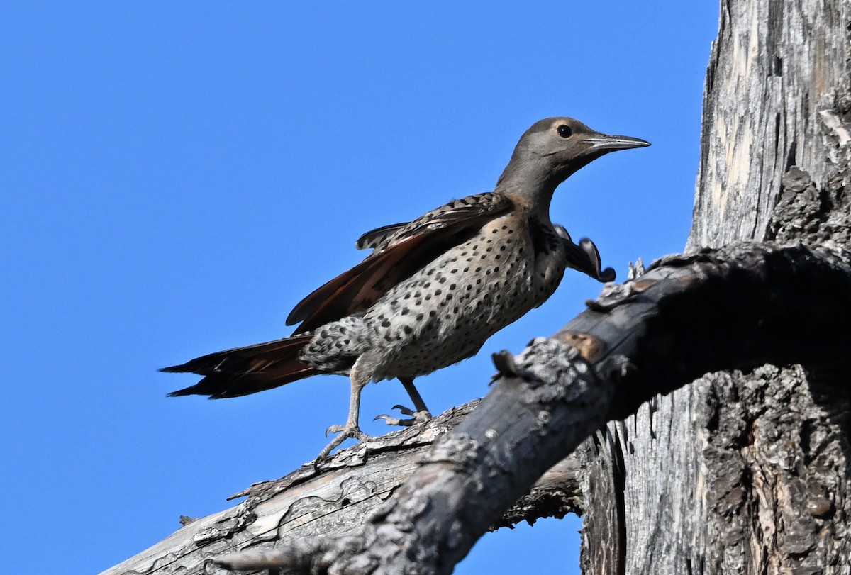 Northern Flicker (Red-shafted) - ML638306749