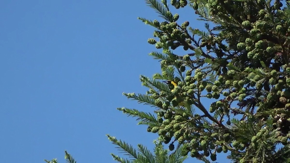 Hooded Oriole - ML638306750