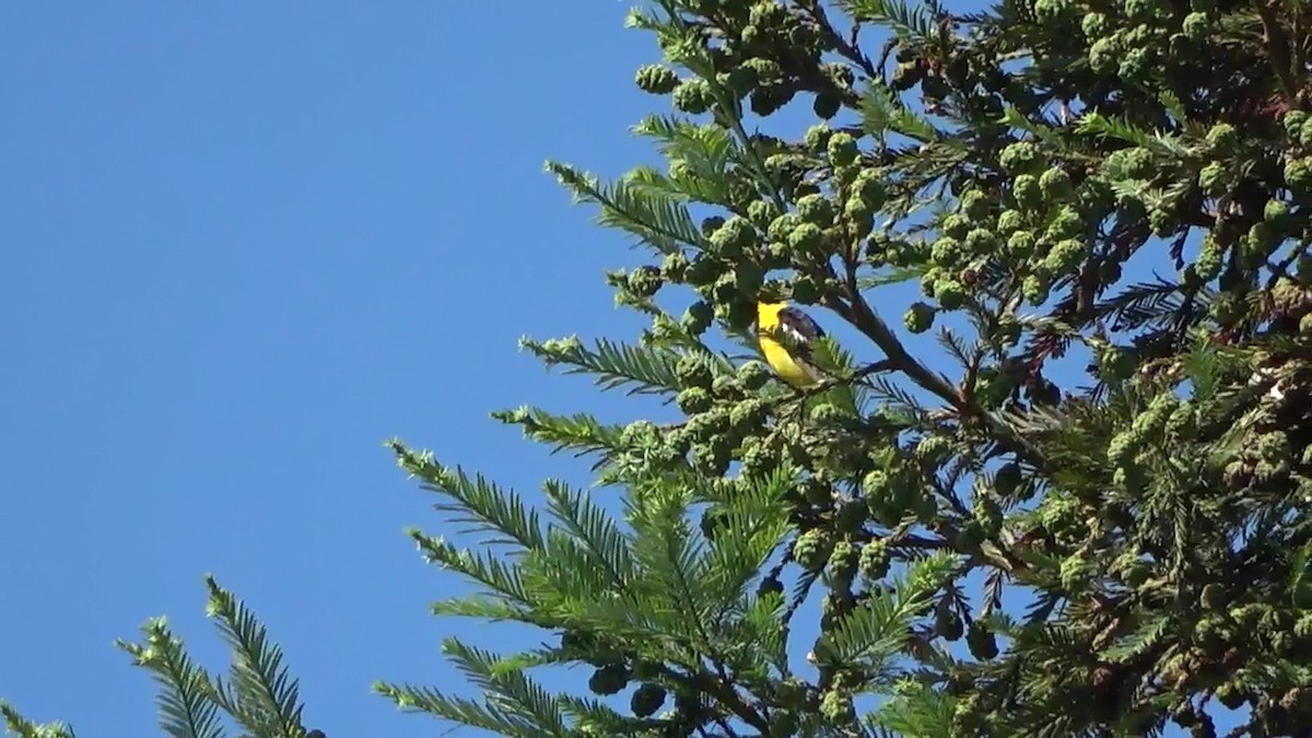 Hooded Oriole - ML638306751