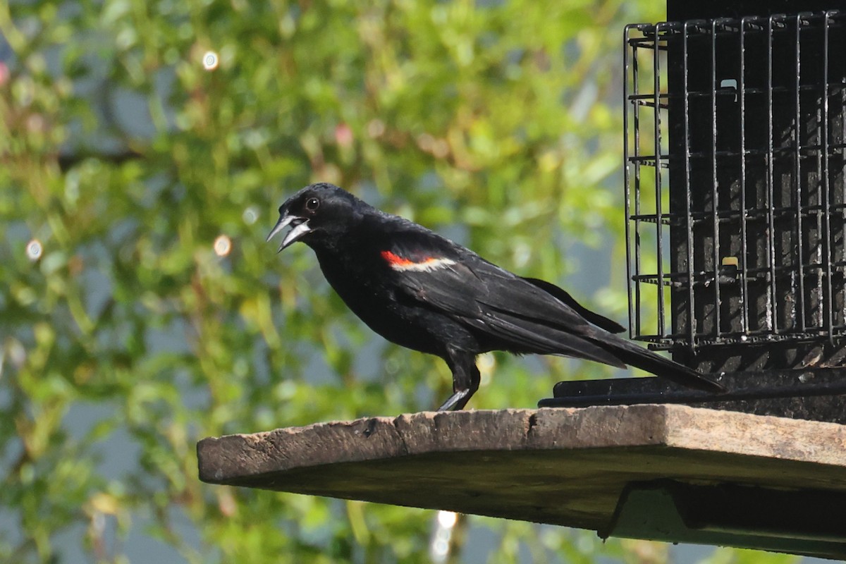 Red-winged Blackbird (Red-winged) - ML638306752
