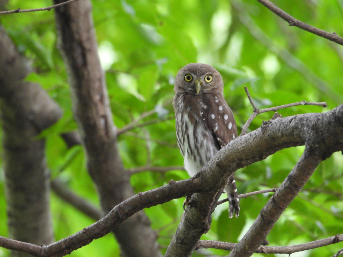 Ferruginous Pygmy-Owl - ML638306753