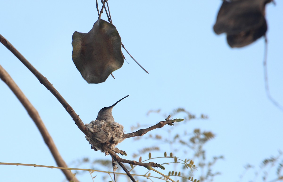 Oasis Hummingbird - ML638306758