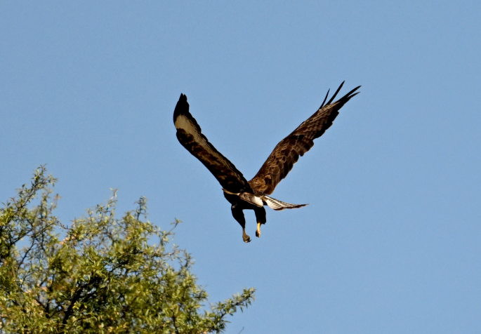 Common Buzzard - ML638306759