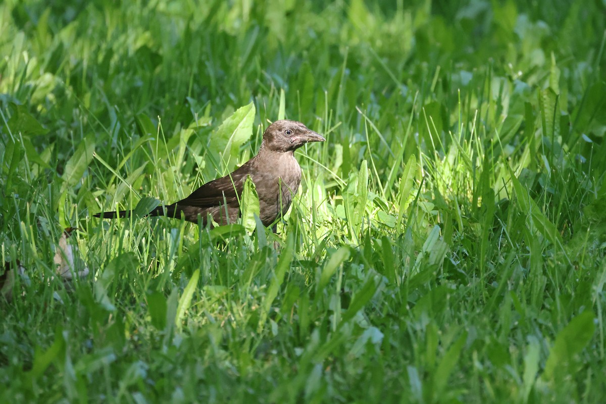 Common Grackle - ML638306764