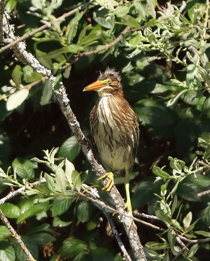 Green Heron - ML638306768