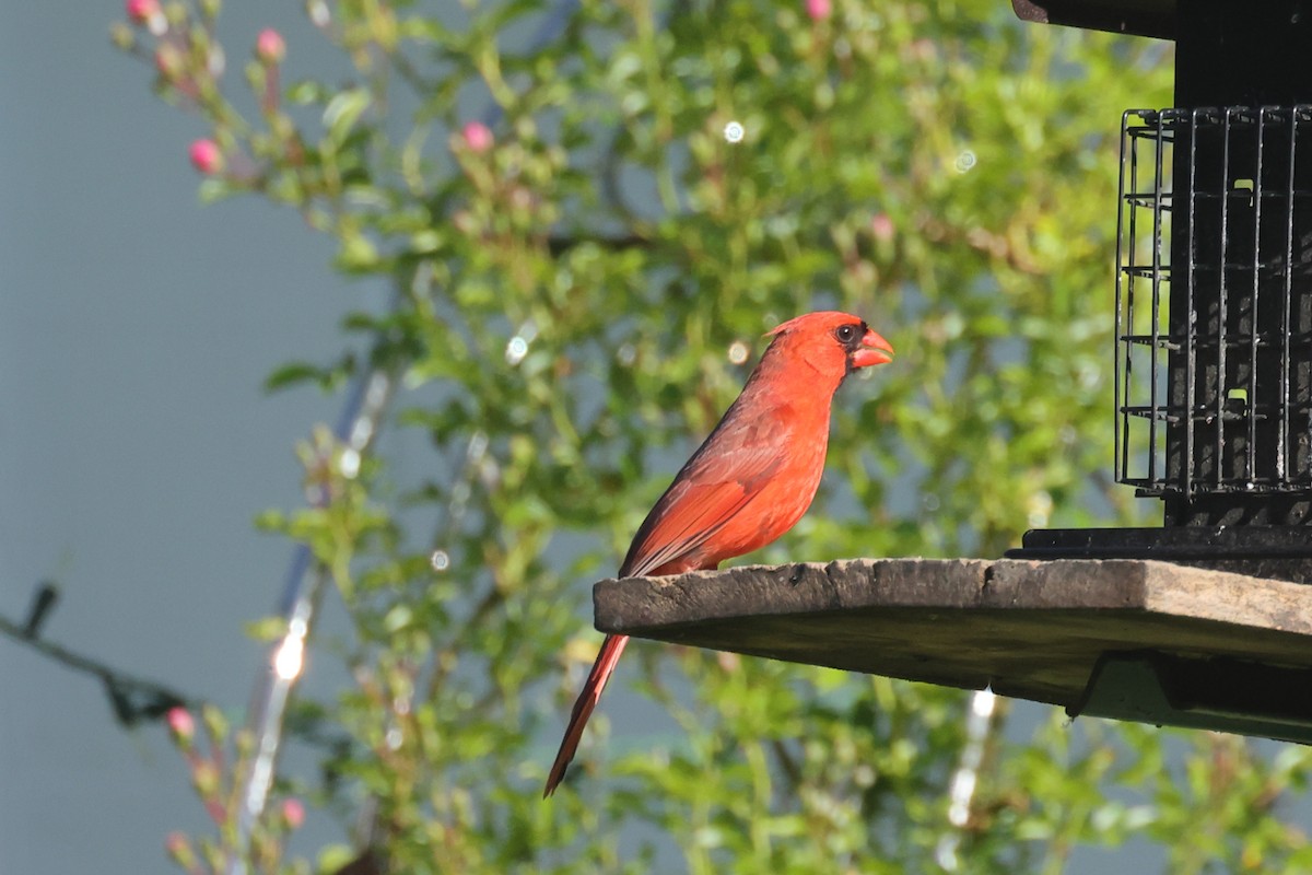 Northern Cardinal - ML638306779
