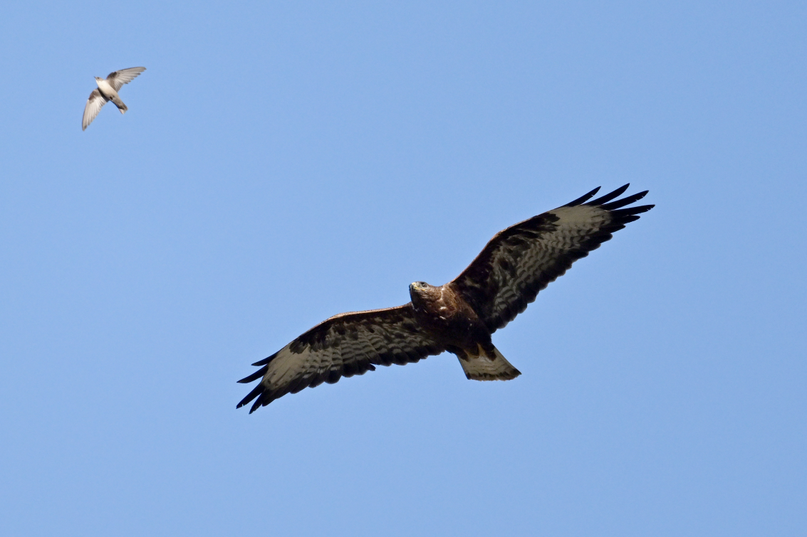 Common Buzzard - ML638306780