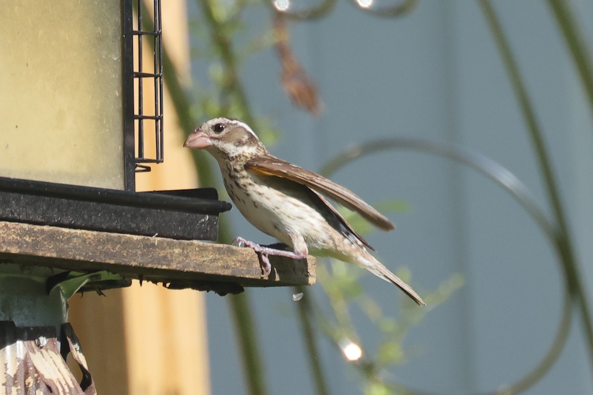 Rose-breasted Grosbeak - ML638306783