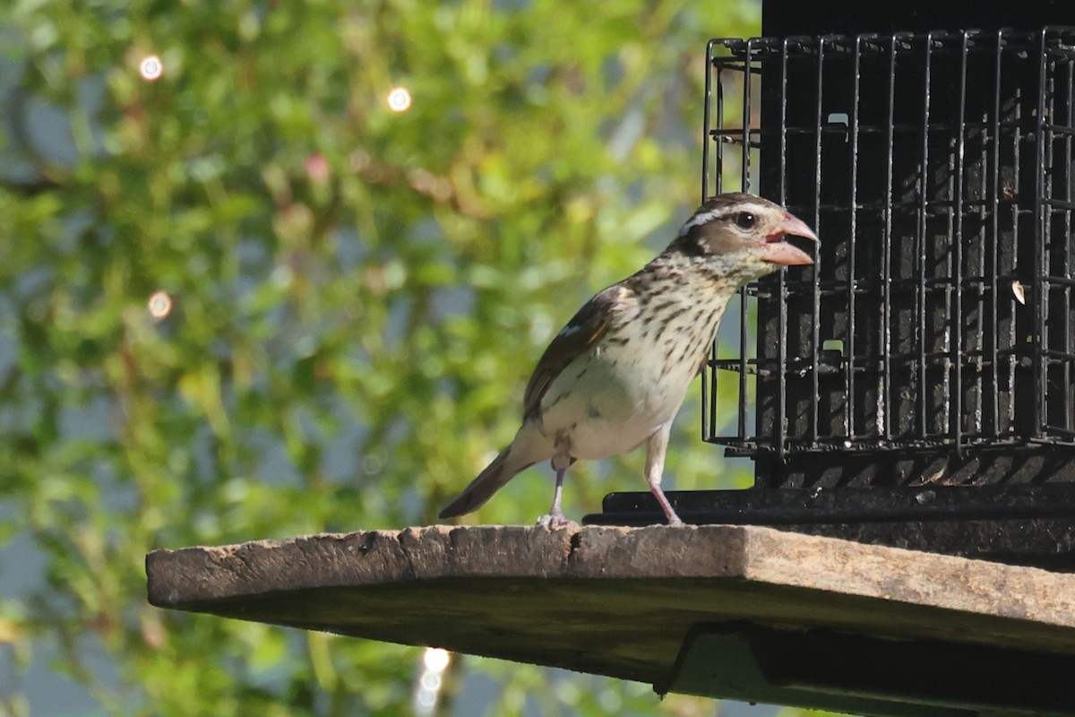 Rose-breasted Grosbeak - ML638306784