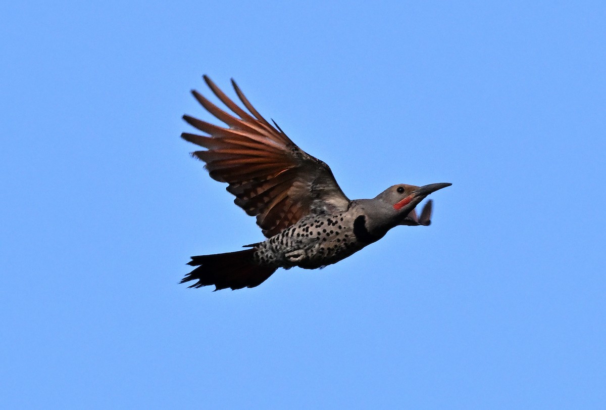 Northern Flicker (Red-shafted) - ML638306786