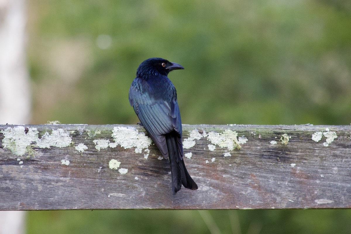 Spangled Drongo - ML638306788