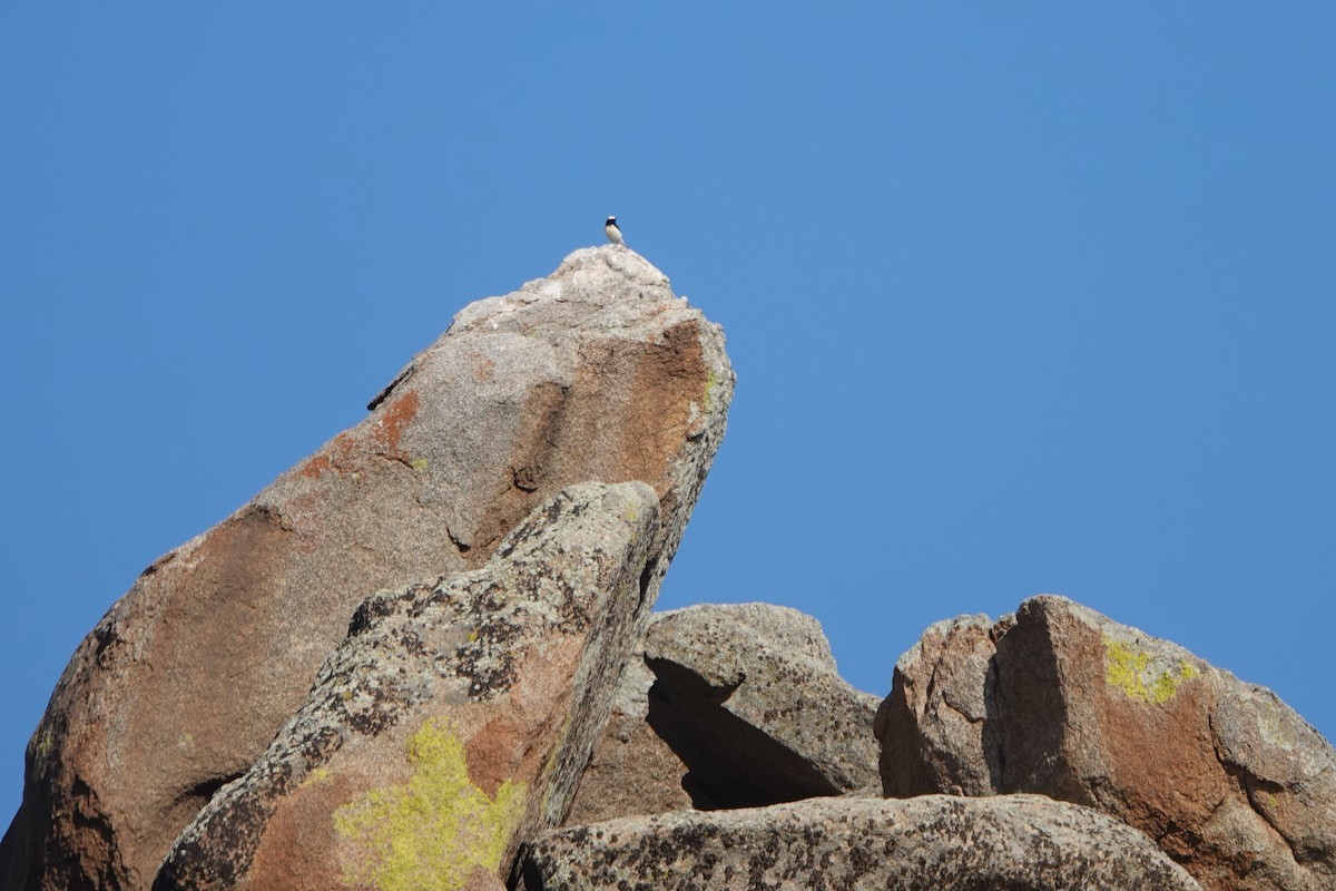 Pied Wheatear - ML638306791