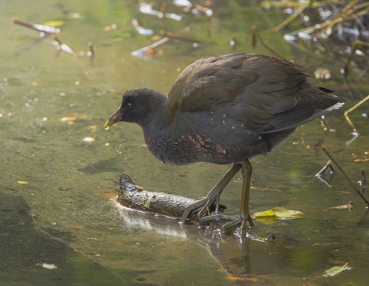 Dusky Moorhen - ML638306793