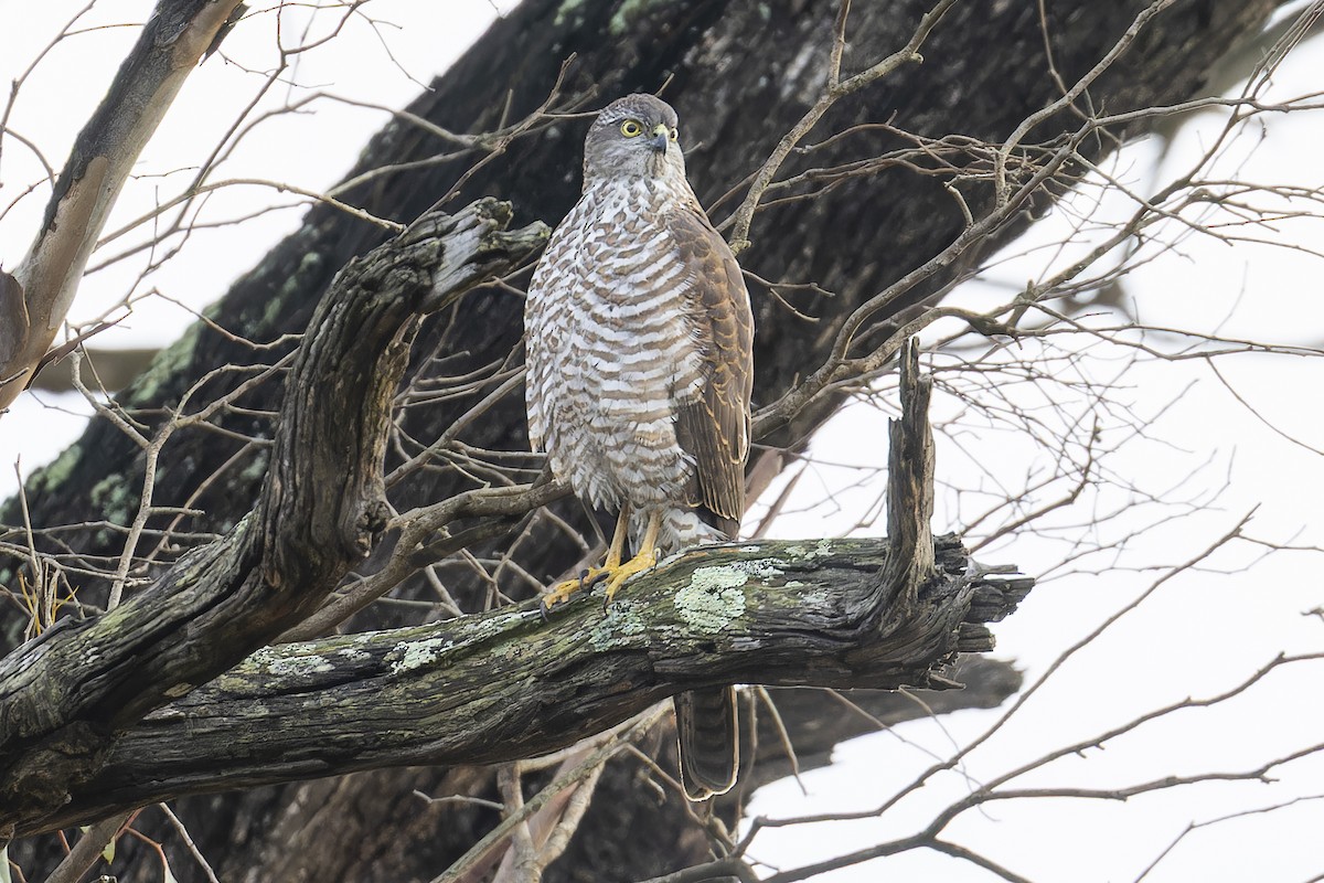 Collared Sparrowhawk - ML638306802