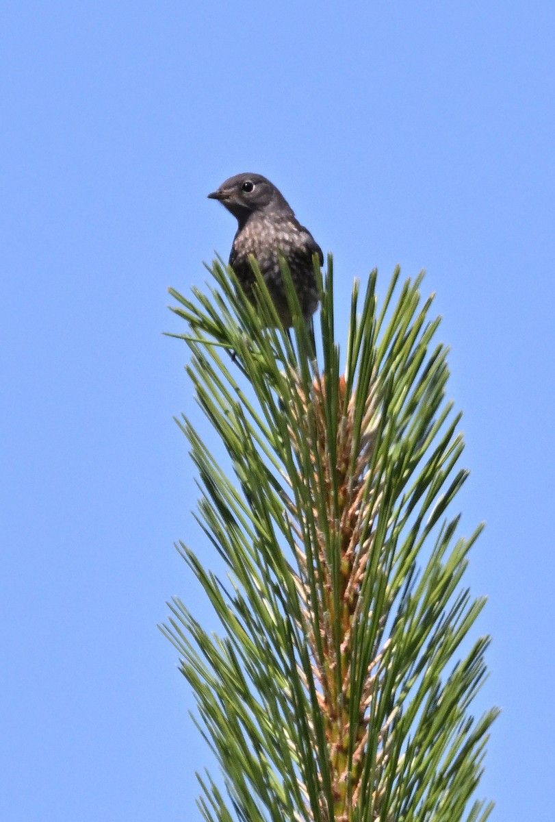 Western Bluebird - ML638306807