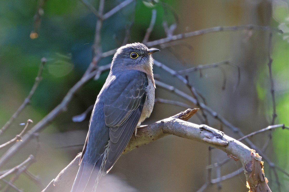 Fan-tailed Cuckoo - ML638306812