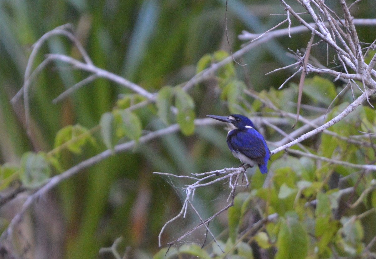 Little Kingfisher - ML638306814