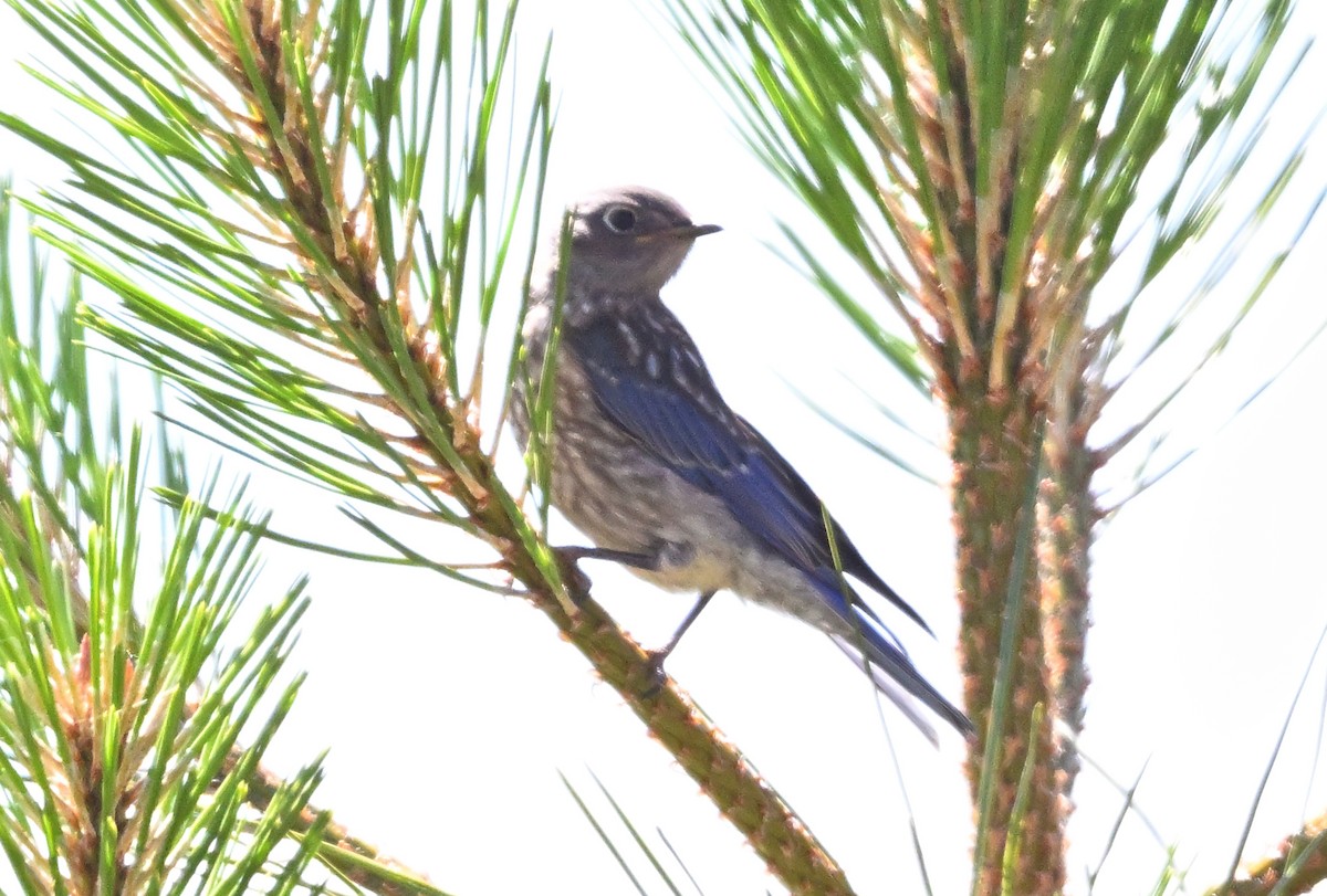 Western Bluebird - ML638306816