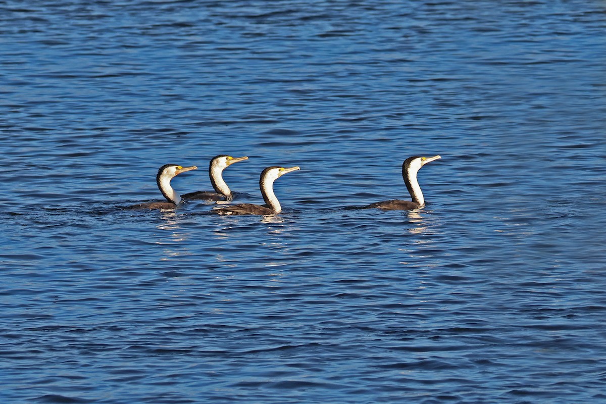 Pied Cormorant - ML638306817