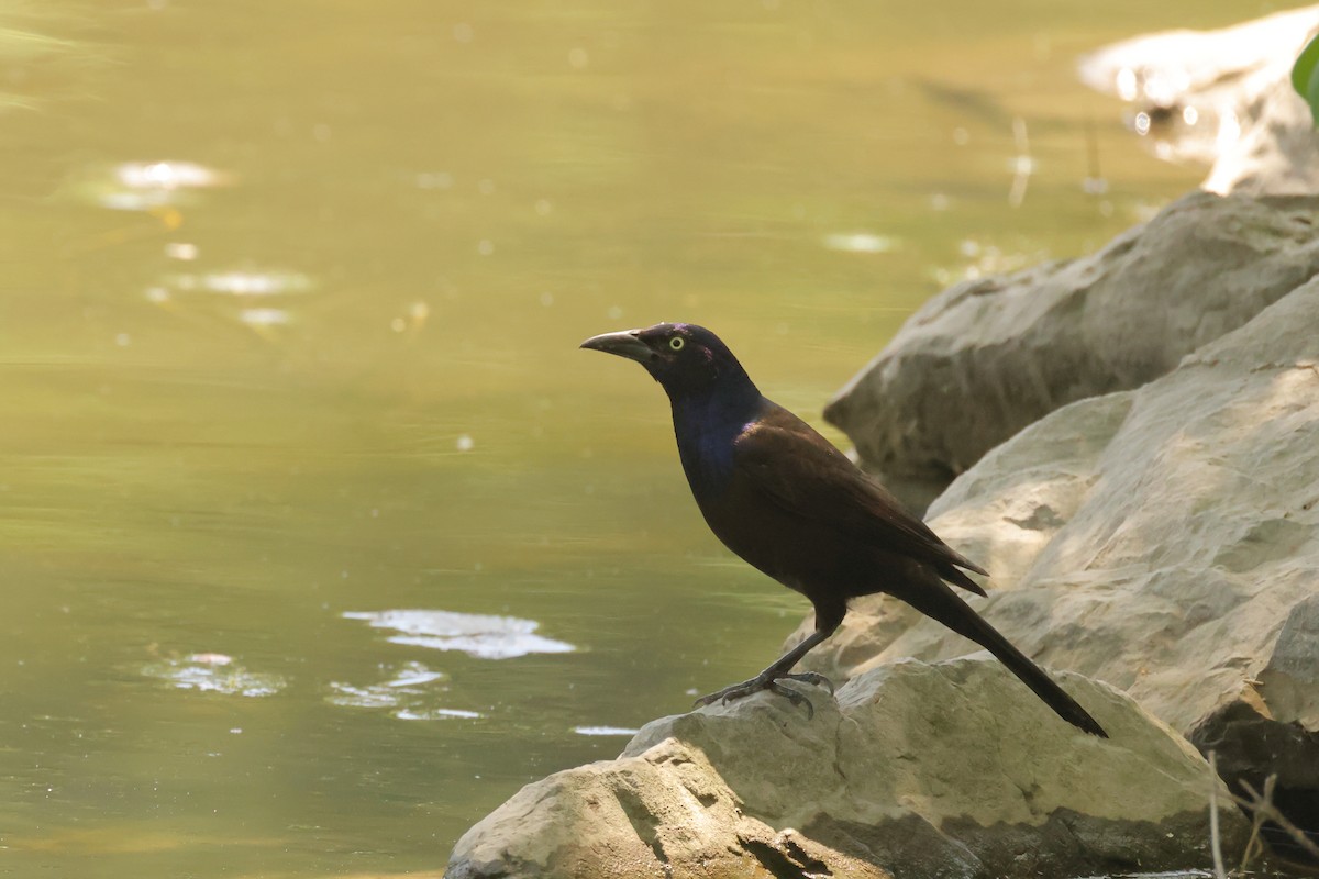 Common Grackle - ML638306818