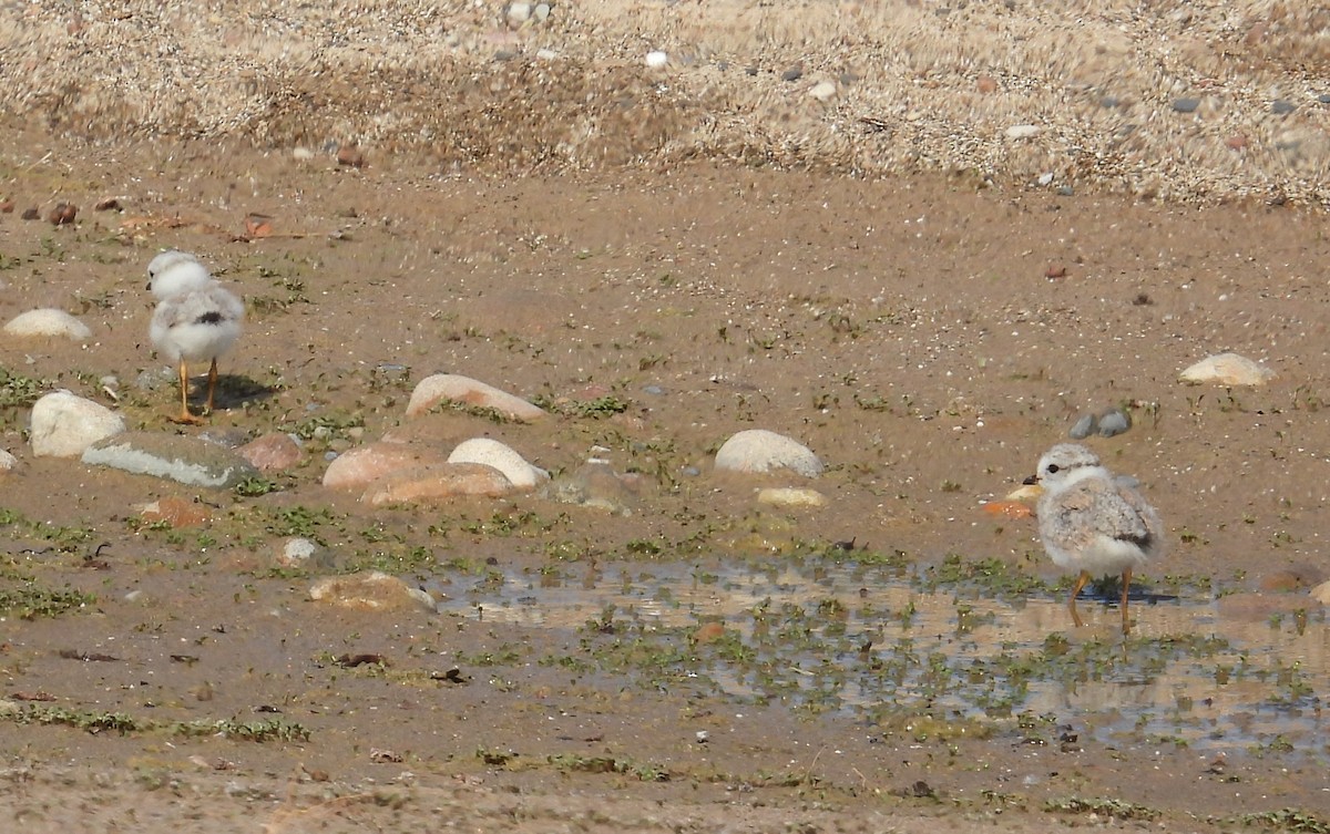 Piping Plover - ML638306829
