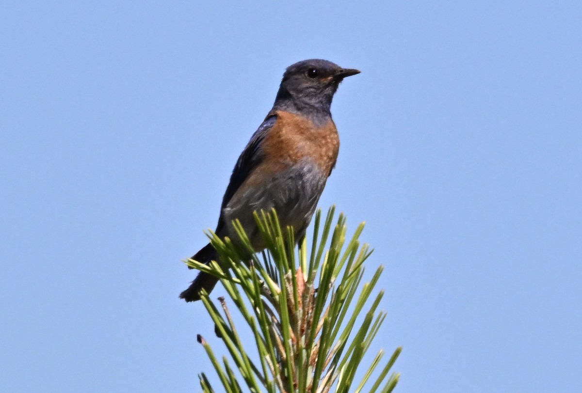 Western Bluebird - ML638306838