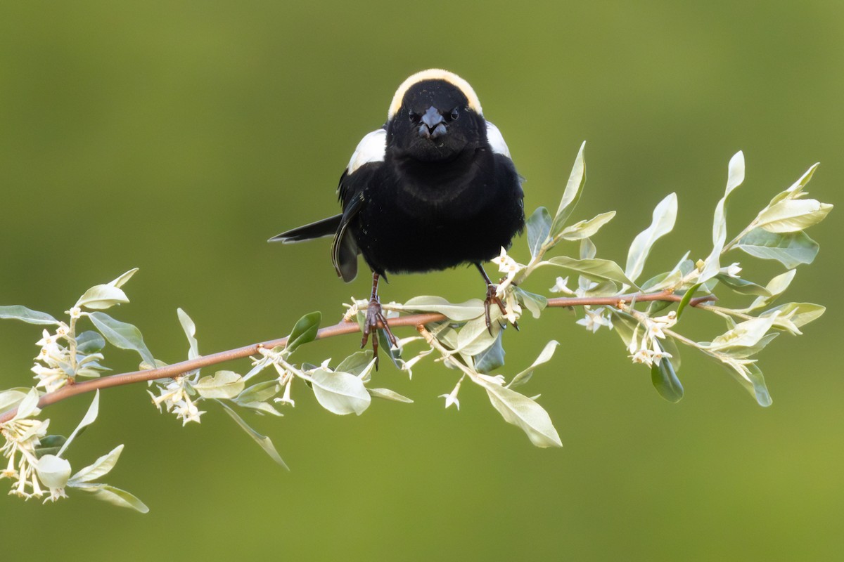 bobolink americký - ML638306842