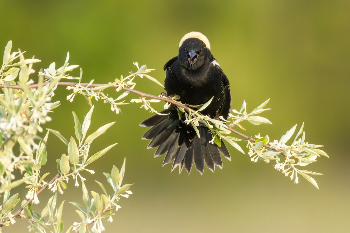 bobolink americký - ML638306847
