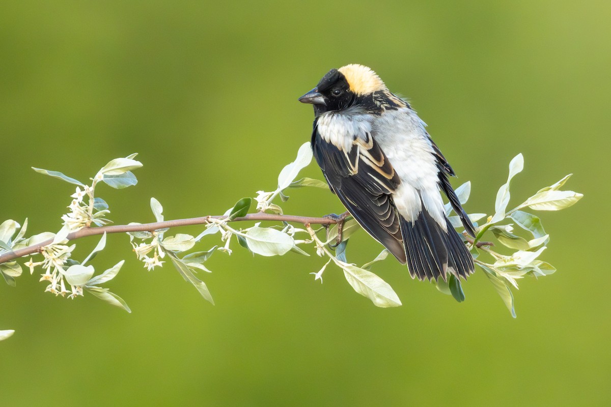 bobolink americký - ML638306849