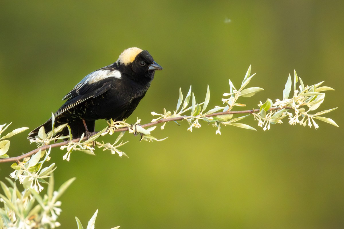 bobolink americký - ML638306850