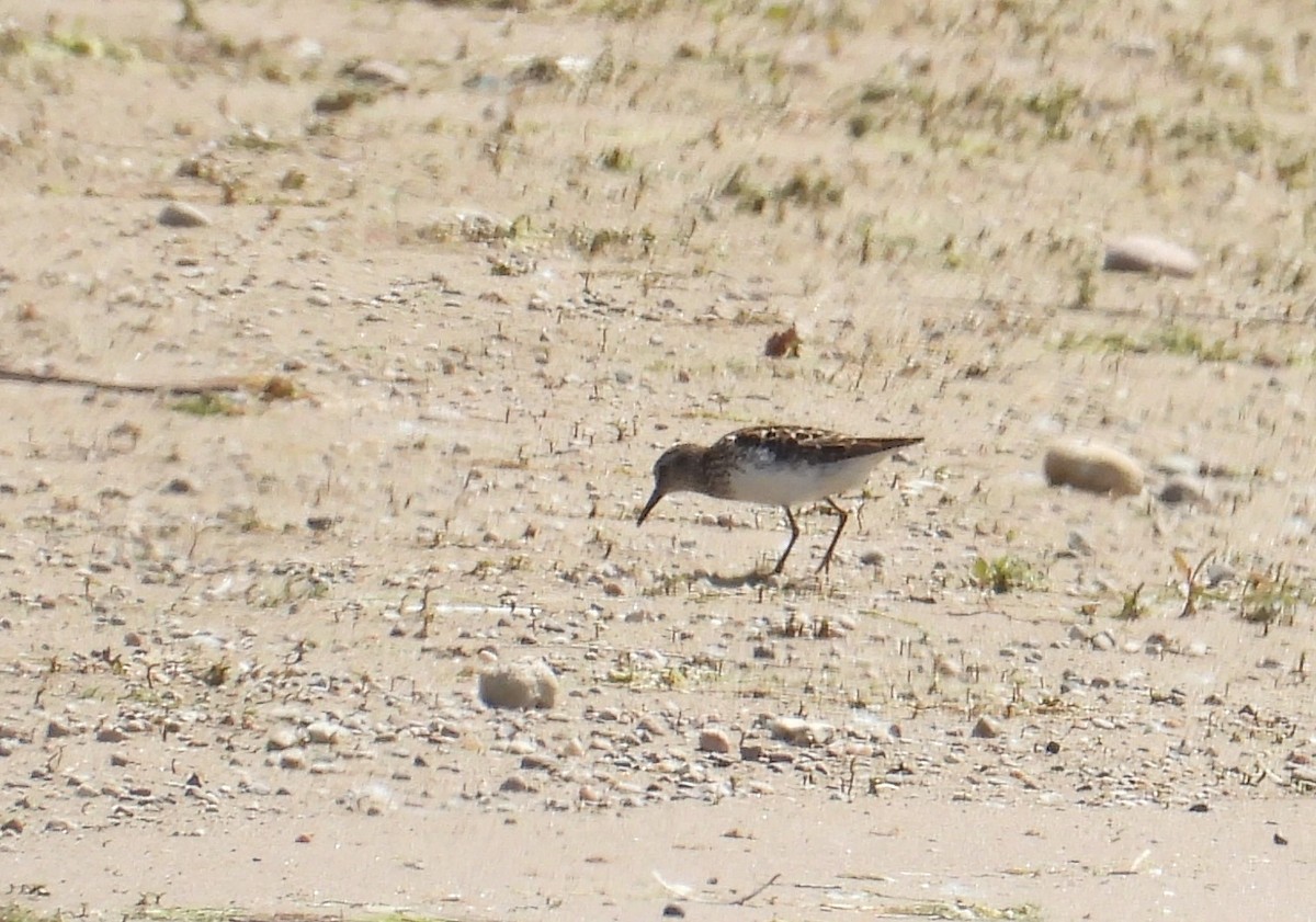 Least Sandpiper - ML638306855