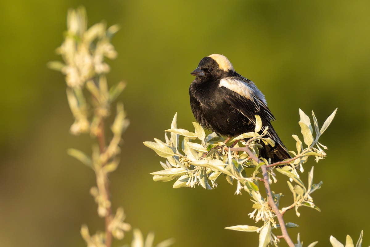 bobolink americký - ML638306856