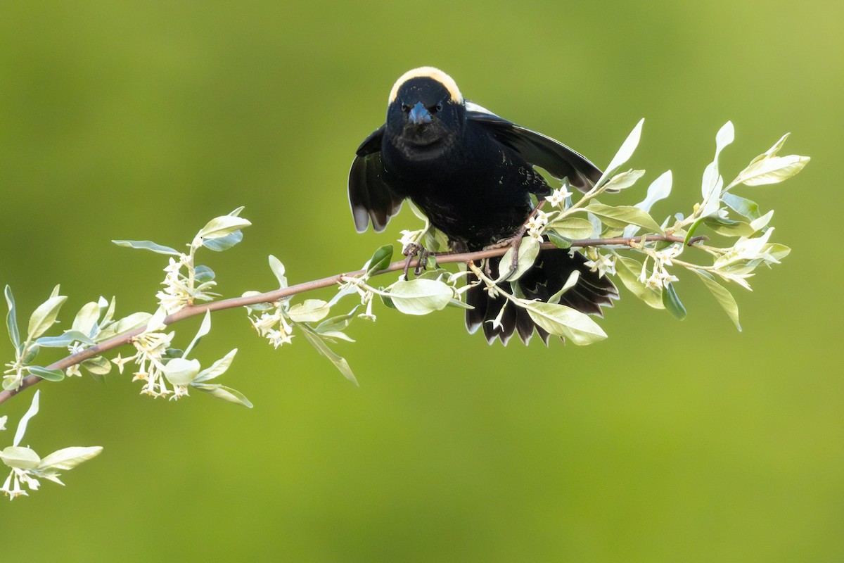 bobolink americký - ML638306857