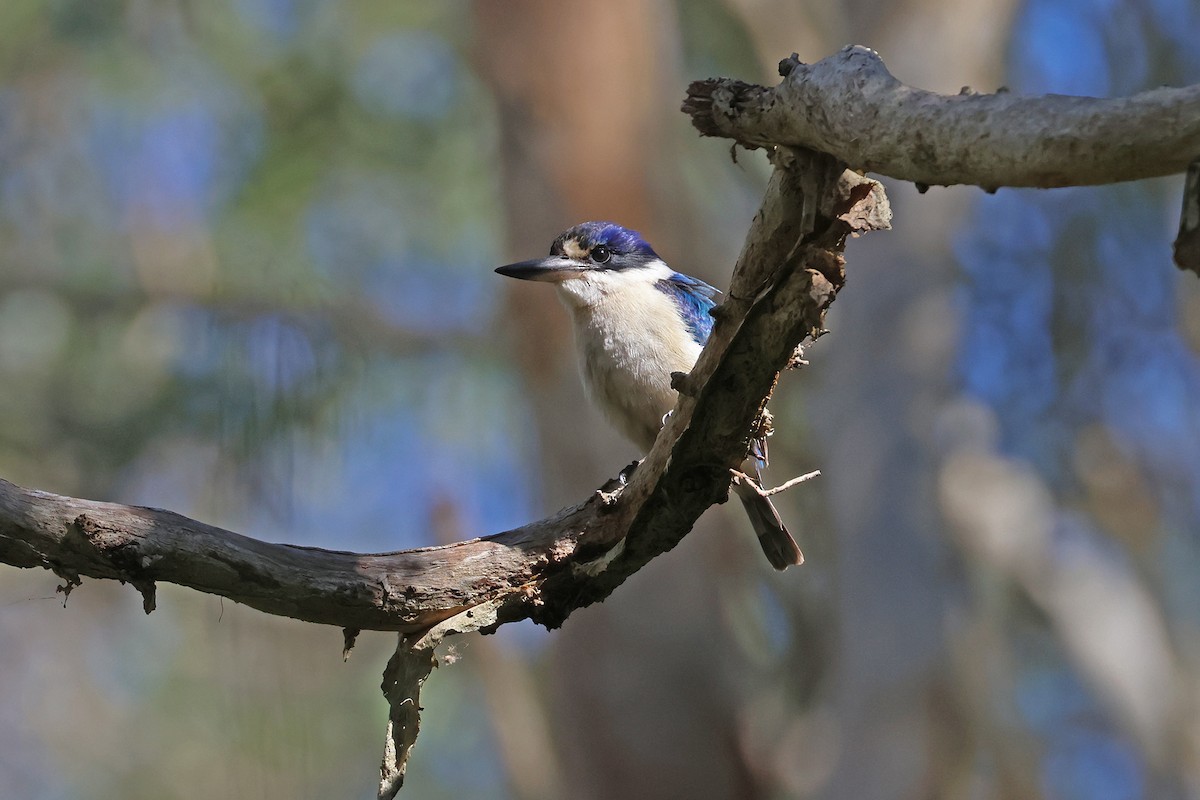 Forest Kingfisher - ML638306861