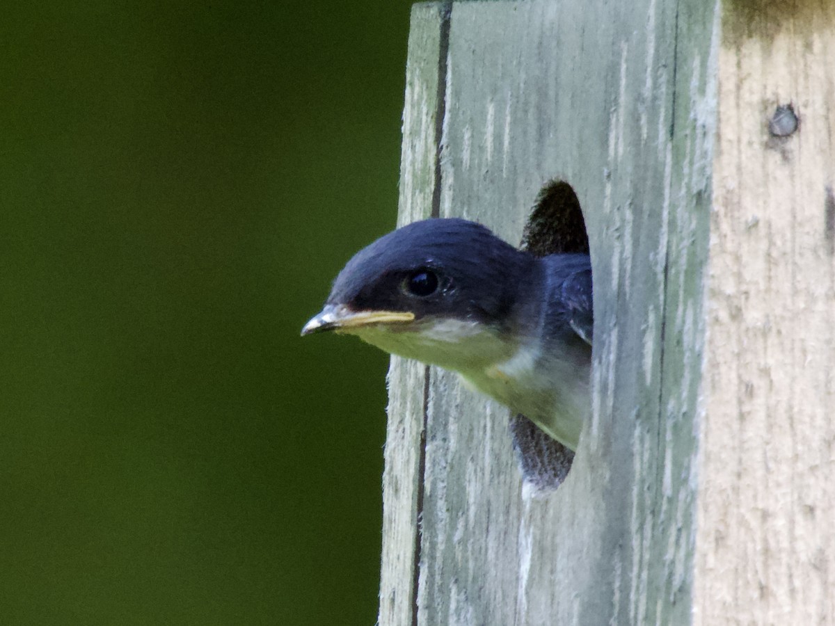 Tree Swallow - ML638306867