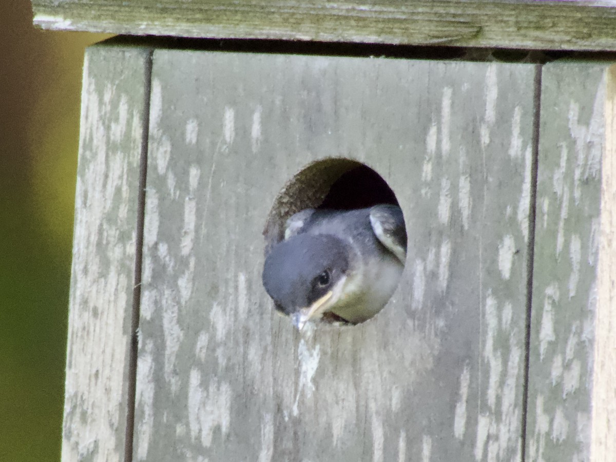 Tree Swallow - ML638306868