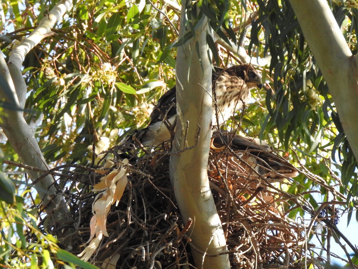 Cooper's Hawk - ML638306870