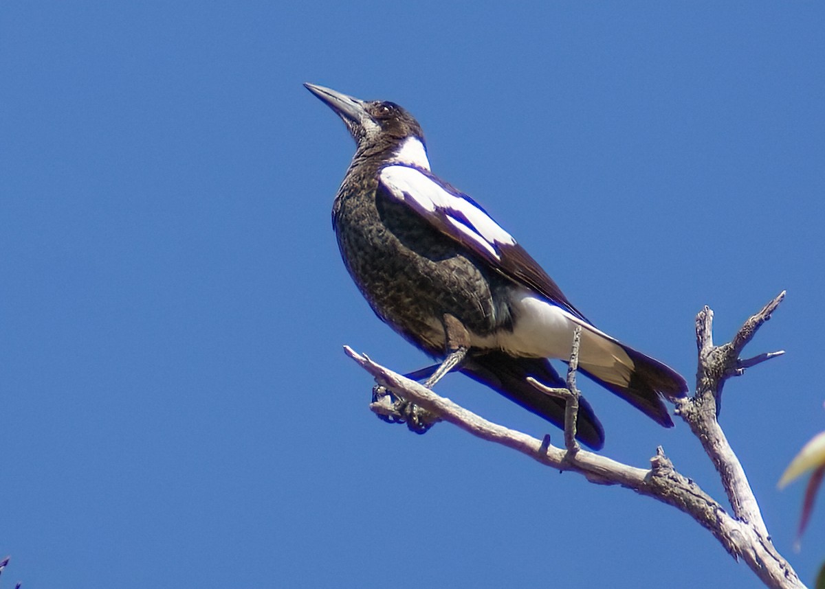 Australian Magpie - ML638306871