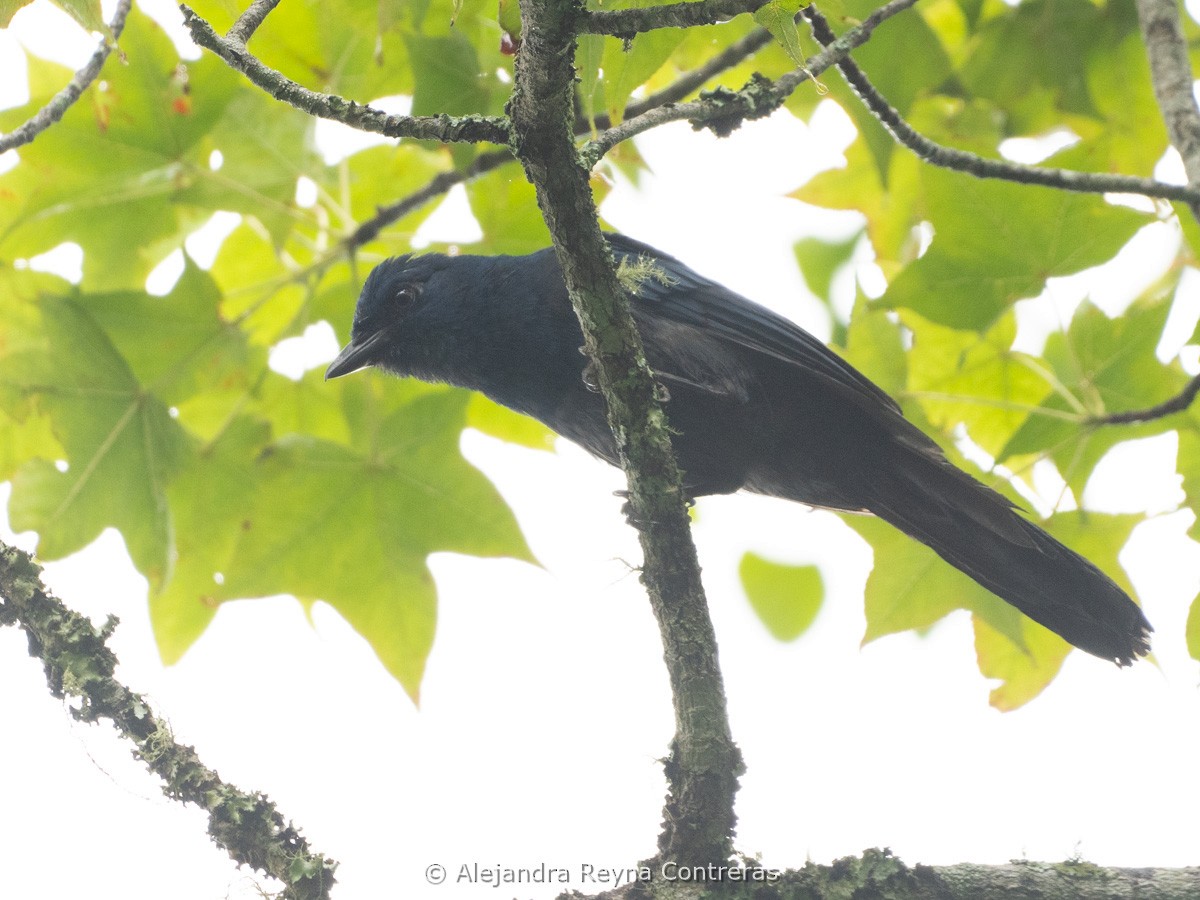 Unicolored Jay - ML638306872